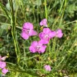 Agalinis purpurea Flor