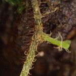 Trichomanes erosum Outro