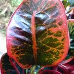 Codiaeum variegatumഇല