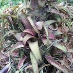 Aechmea recurvata Folha