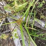 Cyperus difformis 葉