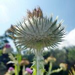 Onopordum acanthium Floare