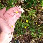 Crepis micrantha Blüte