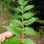 Valeriana officinalisBlatt