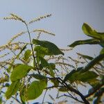 Terminalia arjuna Flower