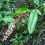 Cavendishia callista ഇല
