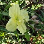 Oenothera triloba Λουλούδι