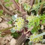 Anisosciadium orientale Fula