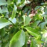 Vangueria madagascariensis Лист