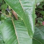 Asclepias speciosa Hoja