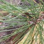 Pinus rigida Leaf