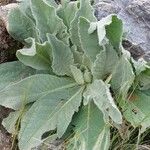 Verbascum thapsusFlower