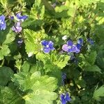 Veronica chamaedrys Cvijet