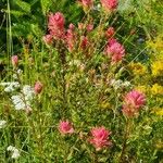 Castilleja miniata Yaprak