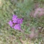 Verbena bipinnatifida Цвят