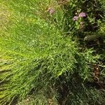 Baccharis sarothroides Otro