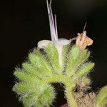 Phacelia ramosissima പുഷ്പം