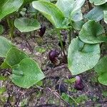 Arisarum simorrhinum Blad