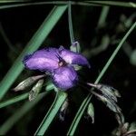 Tradescantia occidentalis Flower