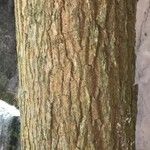 Chrysophyllum cainito Corteza