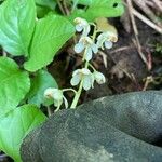 Pyrola elliptica Цветок