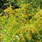 Solidago canadensis Habit