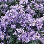 Symphyotrichum laeve Flor