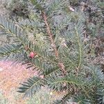 Taxus baccata Листок