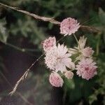 Astrantia majorFleur