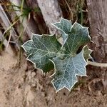 Eryngium maritimum পাতা