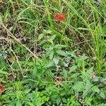 Lobelia cardinalis花