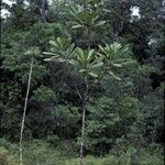 Himatanthus bracteatus Habit