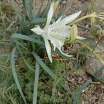 Pancratium maritimumBloem