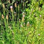 Petrorhagia prolifera 形態