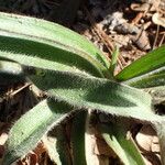 Tradescantia reverchonii Leaf