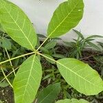 Tabebuia rosea Leaf