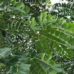 Albizia lebbeckLeaf