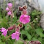 Silene pendulaFlor