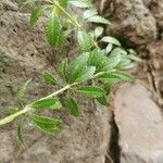 Rubia fruticosa Hoja