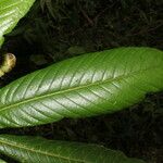 Saurauia montana Leaf