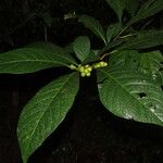 Solanum rovirosanum Ліст