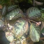 Episcia cupreata Fuelha