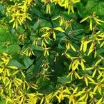 Senecio ovatus Flower