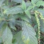Heliotropium tiaridioides Leaf