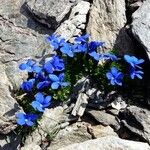 Gentiana brachyphyllaOther