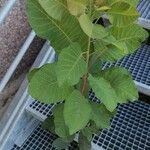 Cotinus obovatus Blad