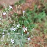 Lactuca inermis Kukka