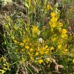 Crepis acuminata Blomma