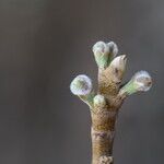 Ficus sur Otro