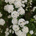 Spiraea cantoniensisЦвят